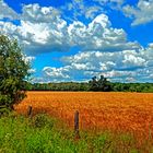 Kornfeld im Juni