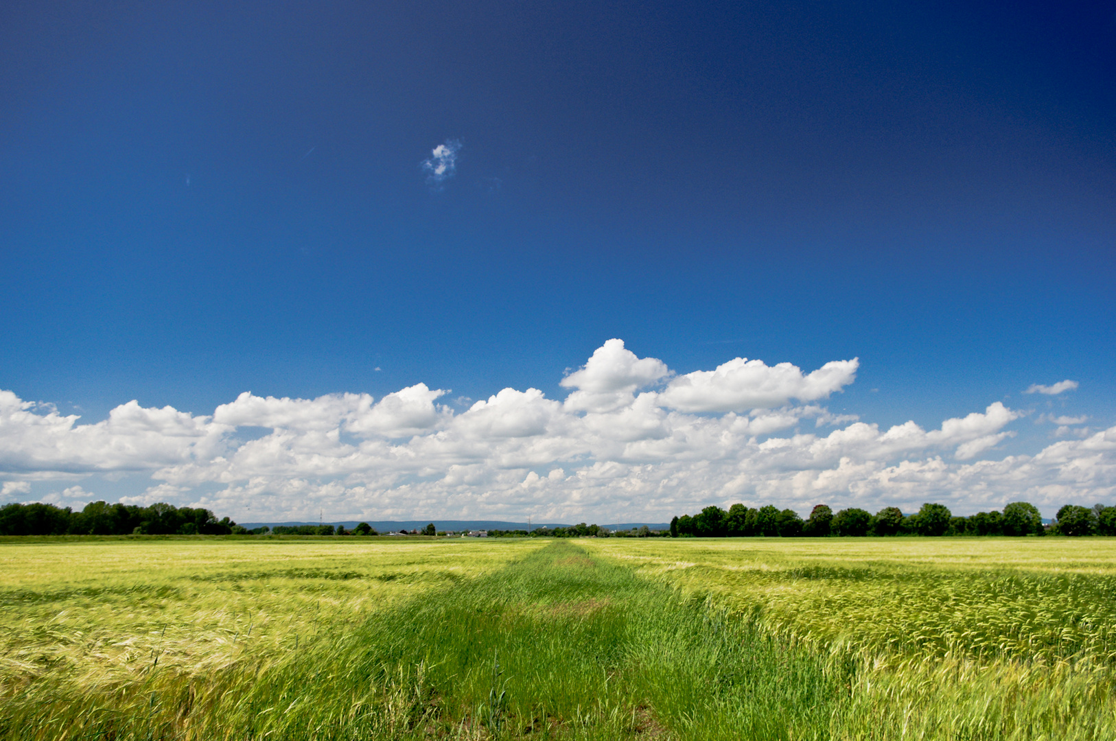 Kornfeld im Maintal