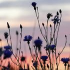 Kornfeld im schönen Licht