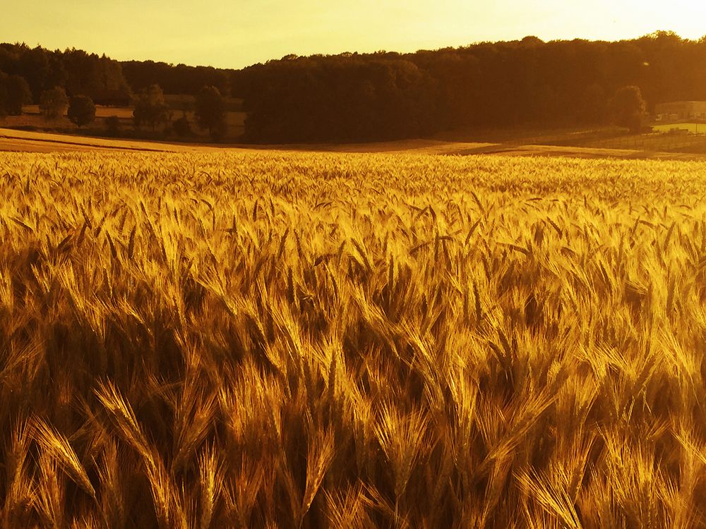 Kornfeld im Sommer 