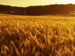 Kornfeld im Sommer 