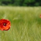 Kornfeld im Sommer