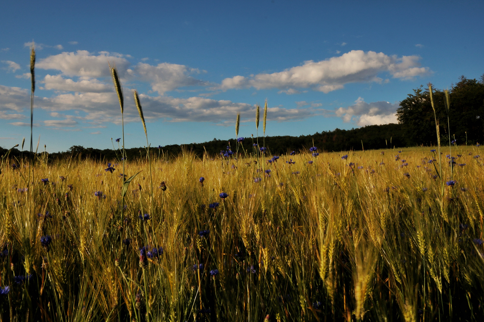 Kornfeld im Sommer.