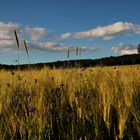 Kornfeld im Sommer.