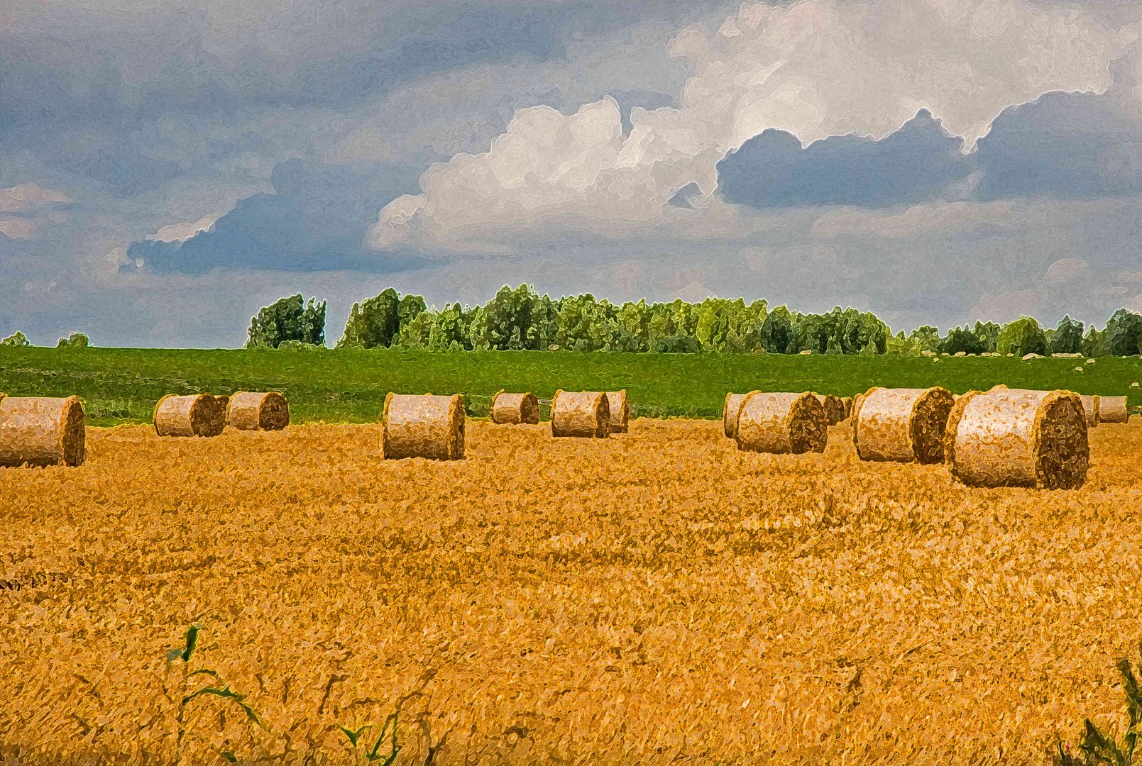 Kornfeld im Sommer