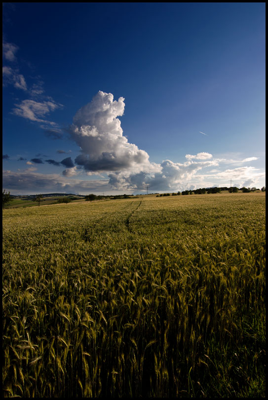 Kornfeld im Sommer