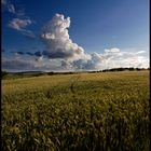 Kornfeld im Sommer