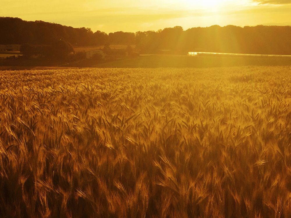 Kornfeld im Sommer II