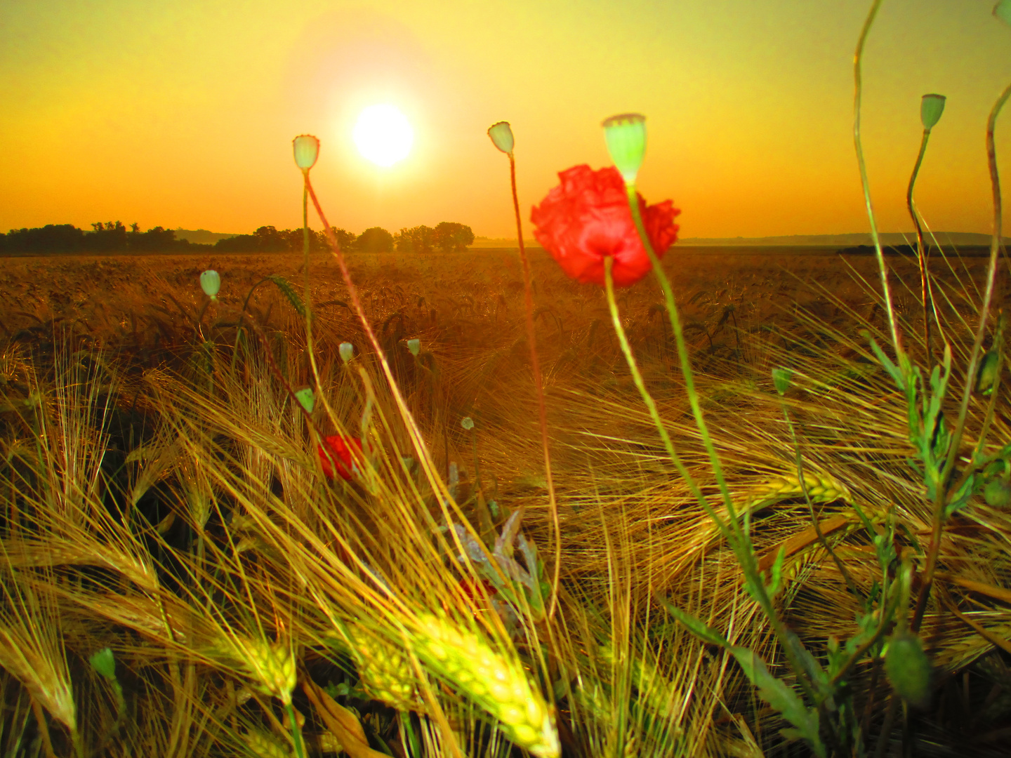 Kornfeld im Sonnenaufgang