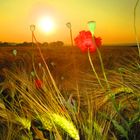 Kornfeld im Sonnenaufgang