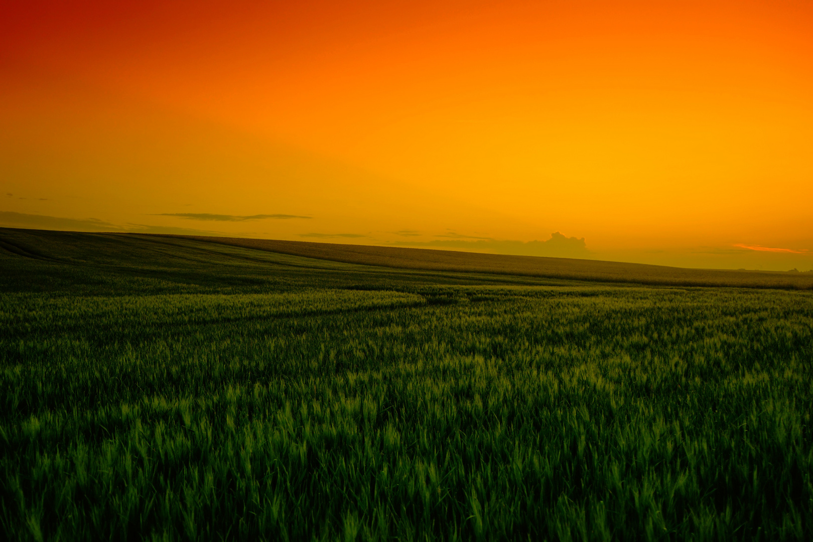 Kornfeld im Sonnenlicht