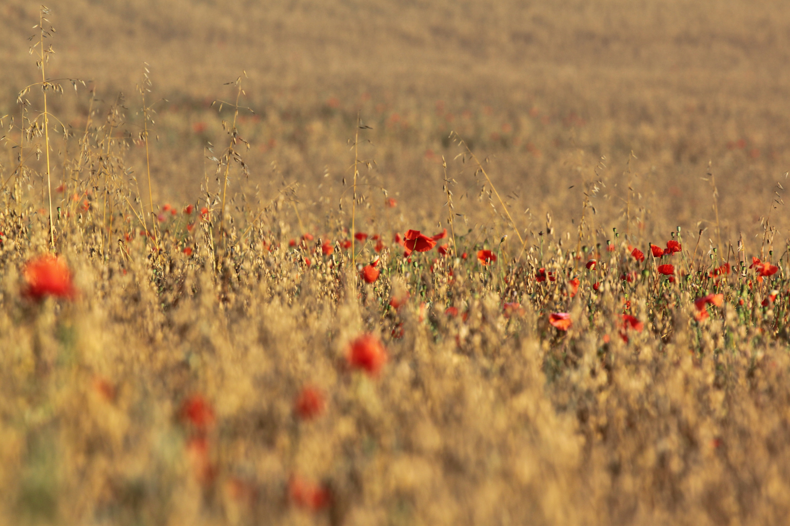 Kornfeld im Taunus