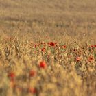 Kornfeld im Taunus