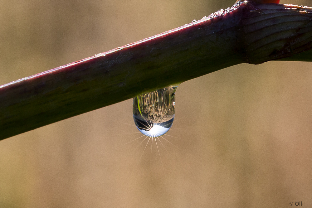 Kornfeld im Wassertropfen