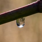 Kornfeld im Wassertropfen