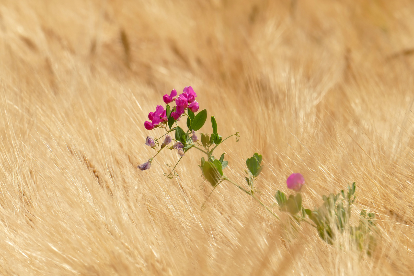 ...Kornfeld - Impressionen...