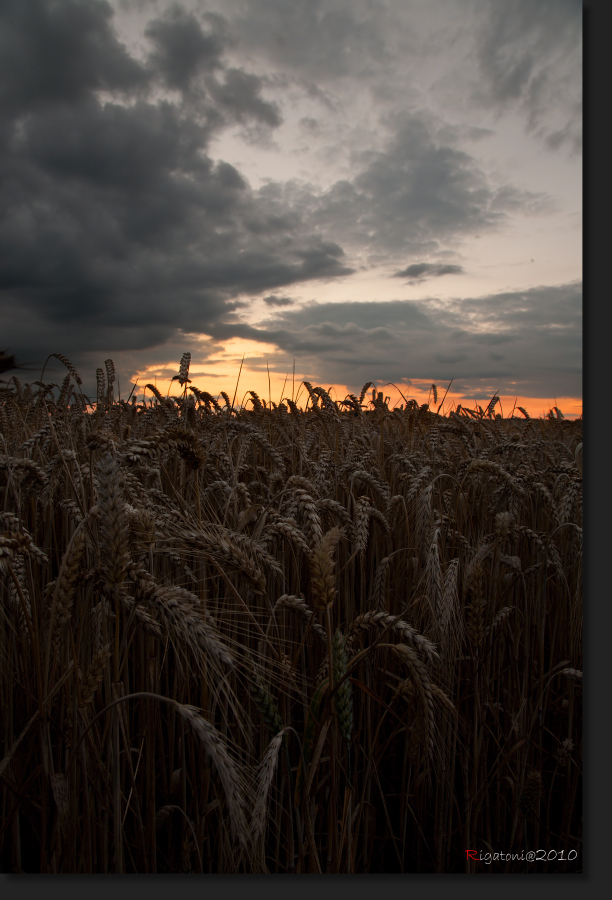 << Kornfeld in der Abenddämmerung II >>