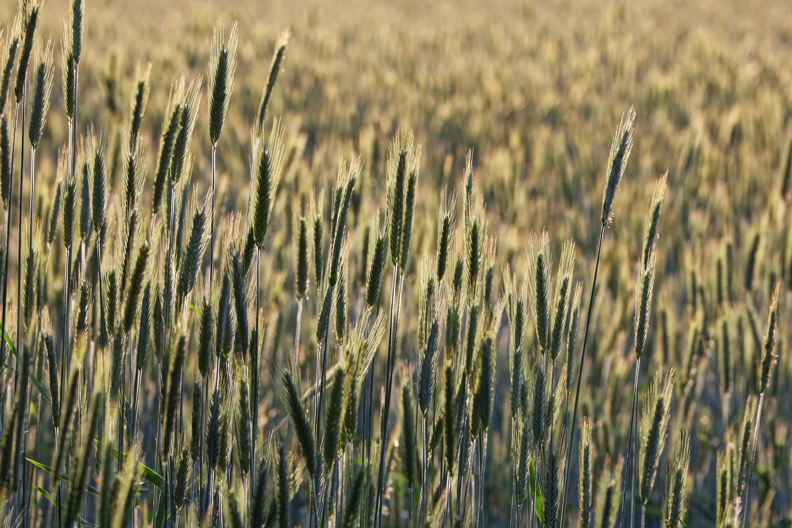 Kornfeld in der Abendsonne  -  cornfield in evening sunbeams