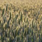 Kornfeld in der Abendsonne  -  cornfield in evening sunbeams