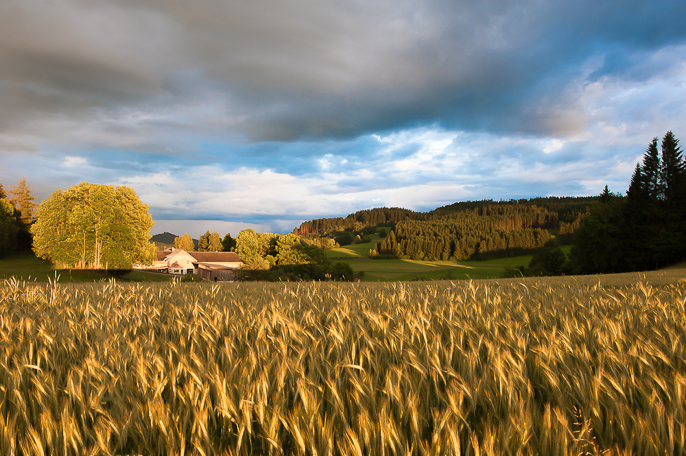 Kornfeld in der Abendsonne