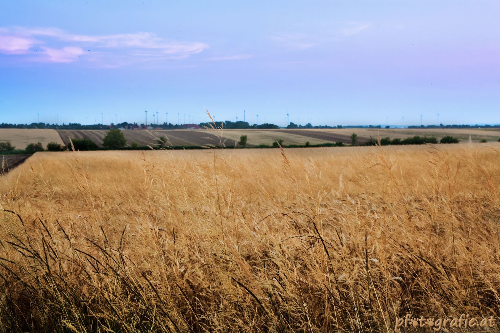 Kornfeld in der blauen Stunde