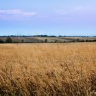 Kornfeld in der blauen Stunde