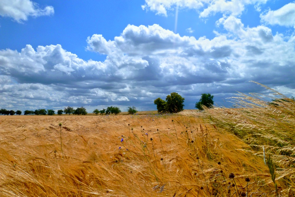 Kornfeld in der Dübener Heide