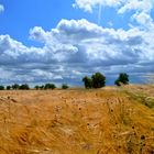 Kornfeld in der Dübener Heide