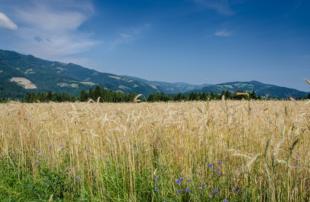 Kornfeld in der Oststeiermark