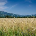 Kornfeld in der Oststeiermark