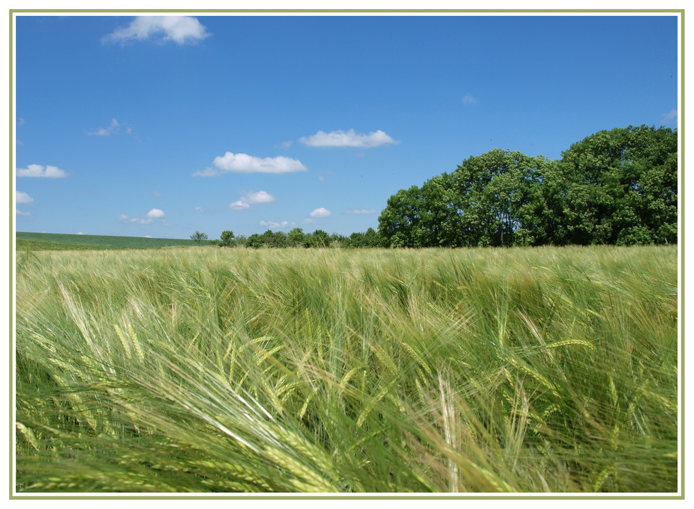 Kornfeld in der Pfalz