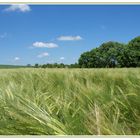 Kornfeld in der Pfalz