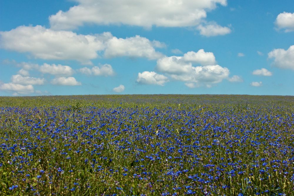 Kornfeld in der Rhön von ThomasWurzer 