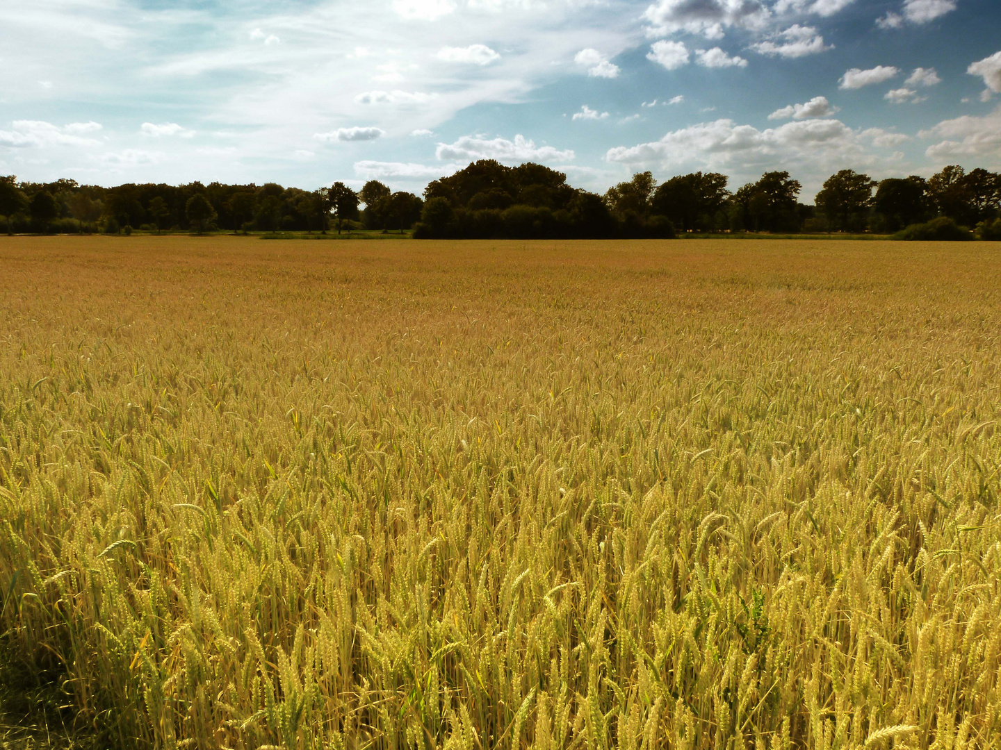 Kornfeld in der Sonne