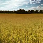 Kornfeld in der Sonne