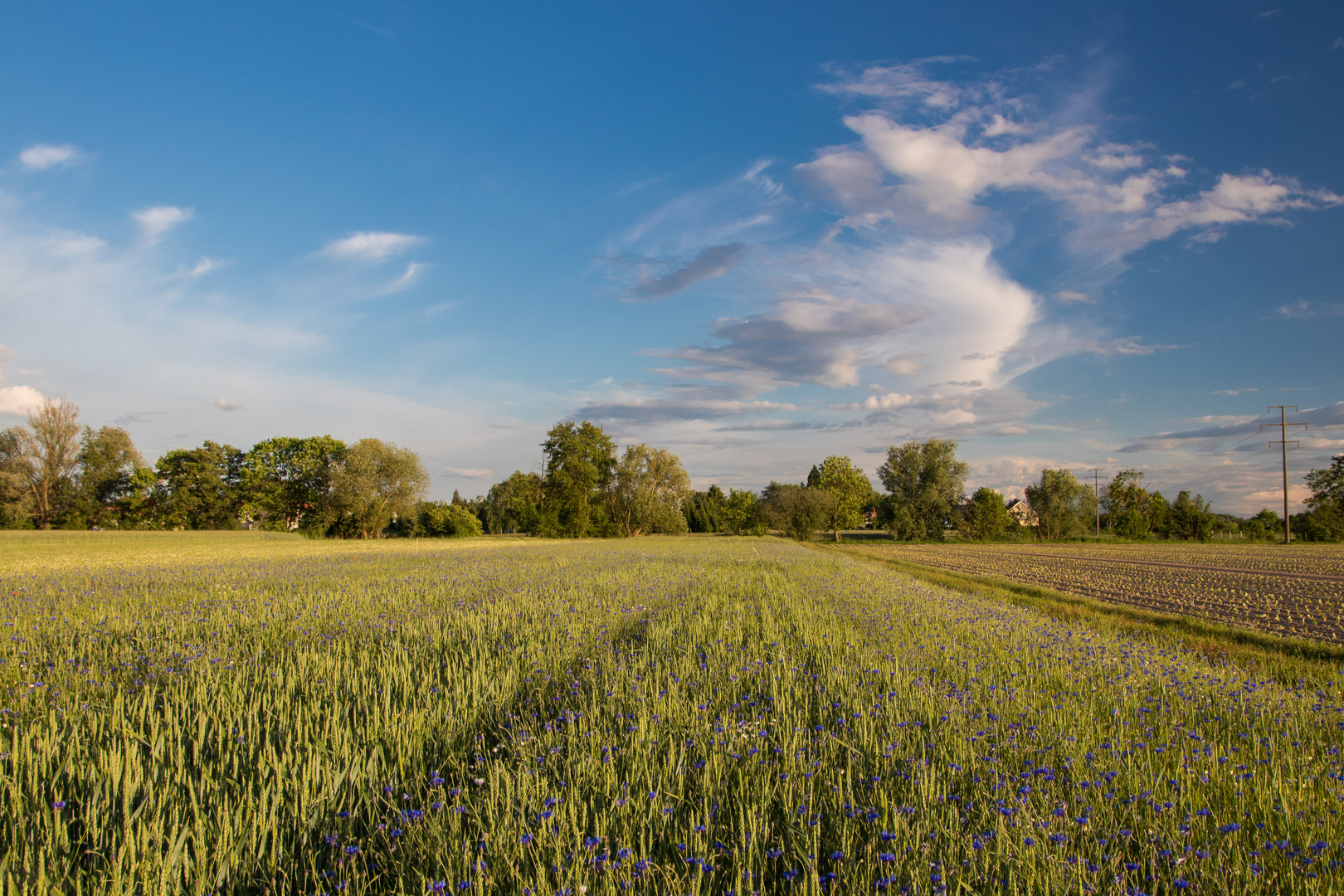 Kornfeld in der Vorderpfalz