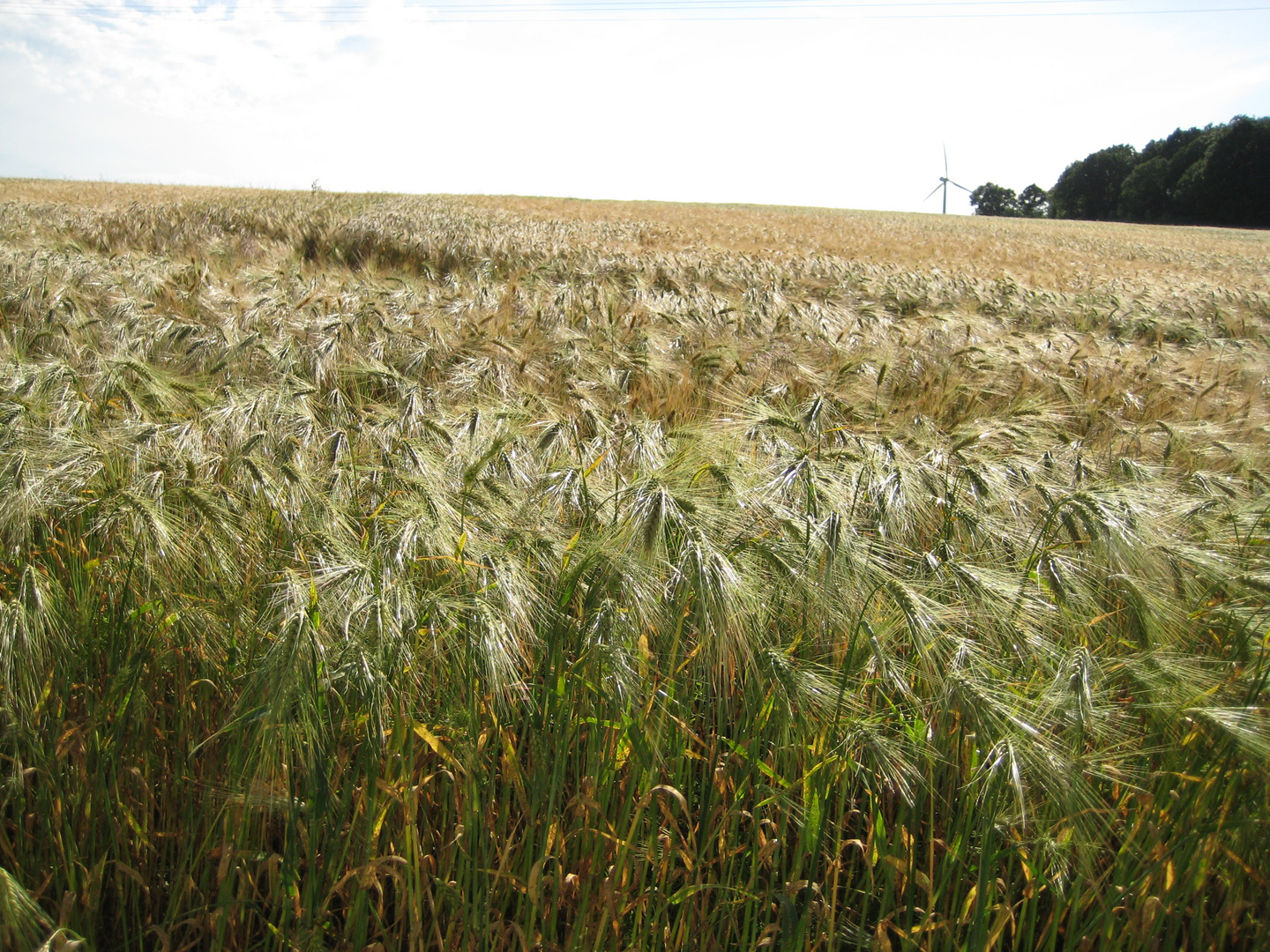 Kornfeld in Kreuzau