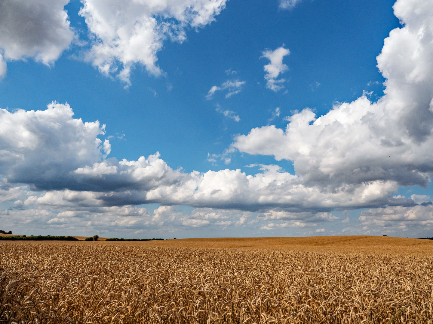 Kornfeld in McPomm