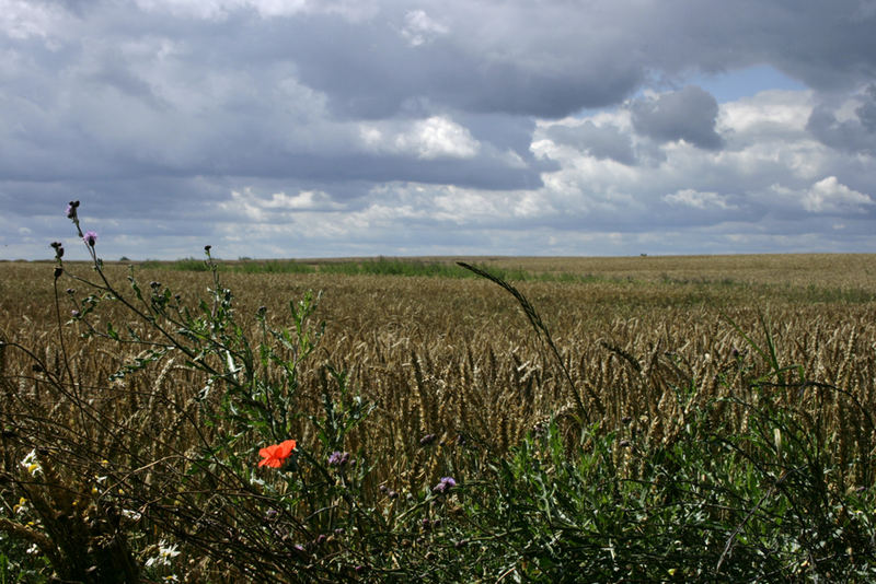 Kornfeld in Mecklenburg