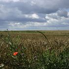 Kornfeld in Mecklenburg