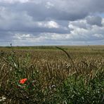 Kornfeld in Mecklenburg