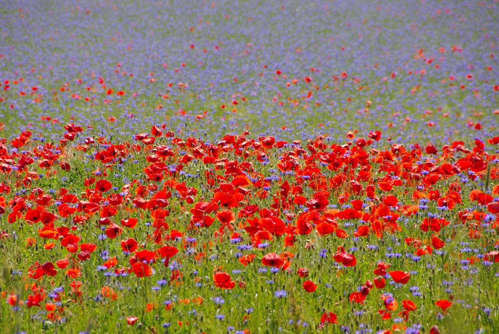 Kornfeld mal anders.....