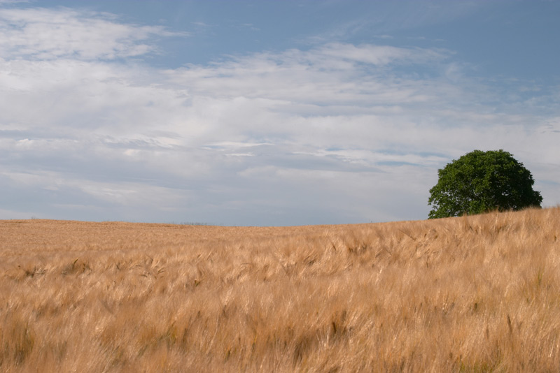 Kornfeld mit Baum