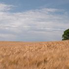 Kornfeld mit Baum