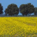 Kornfeld mit Blumeneinlage