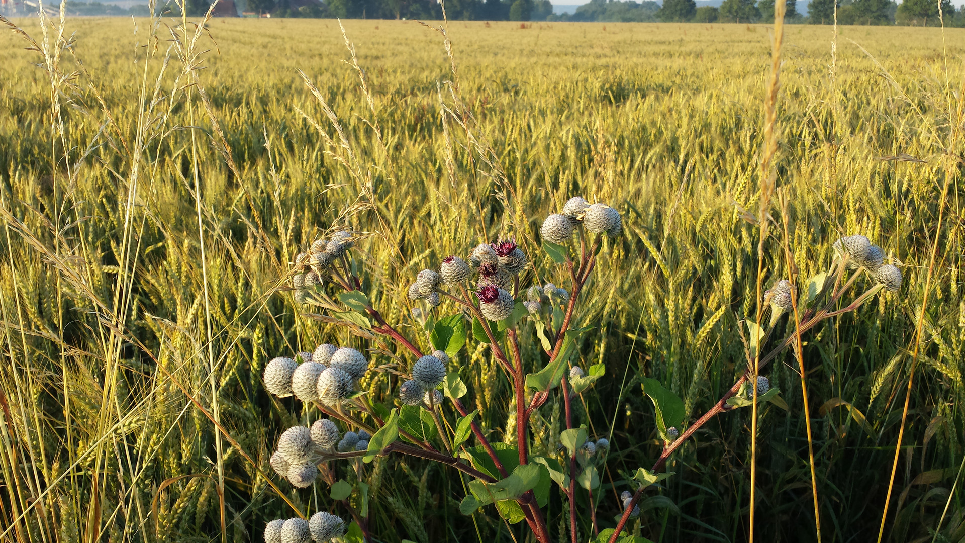 Kornfeld mit Distel