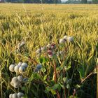 Kornfeld mit Distel