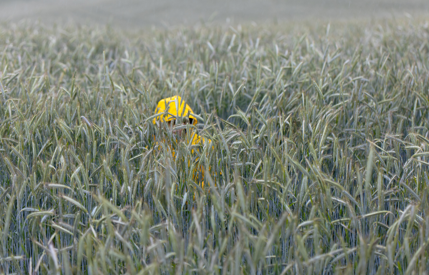 Kornfeld mit Farbklecks