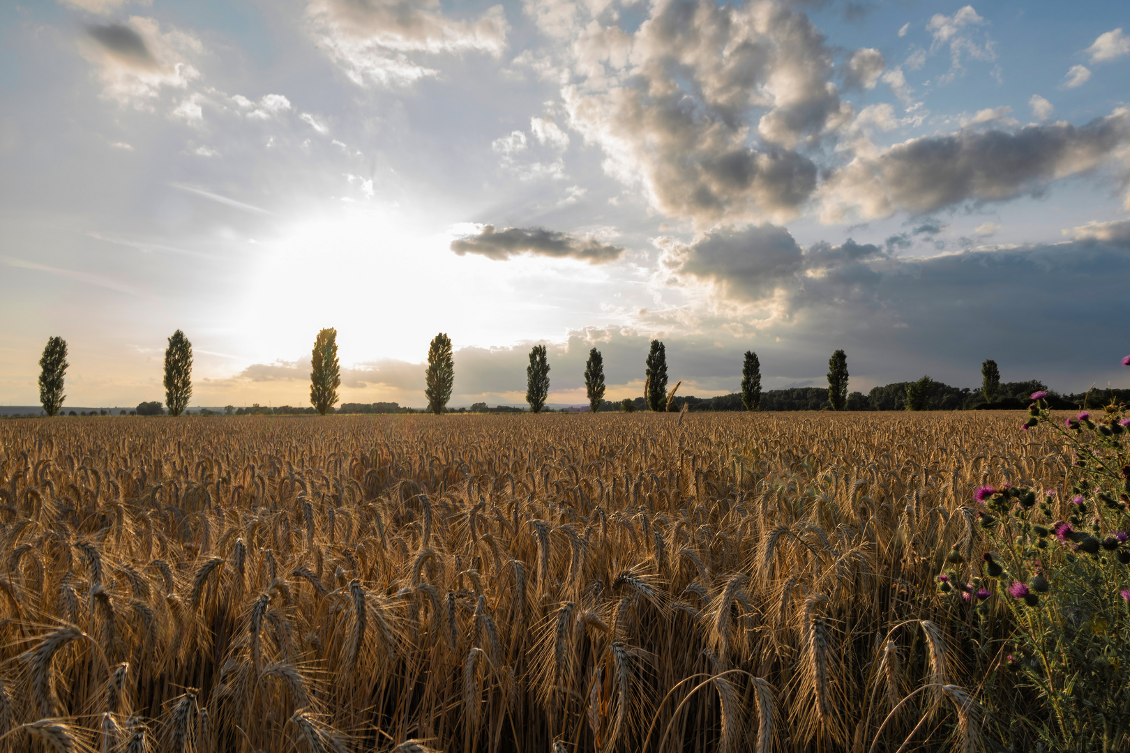 Kornfeld mit Gewitterwolken