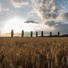 Kornfeld mit Gewitterwolken